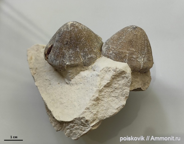 морские ежи, иглокожие, Крым, Conulus