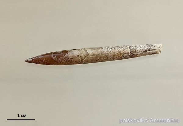 белемниты, головоногие моллюски, Крым