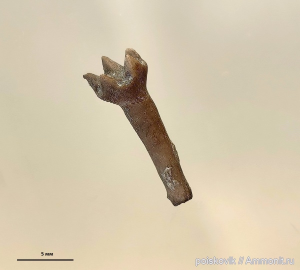 морские лилии, иглокожие, криноидеи, Крым, Балаклава, Phyllocrinus