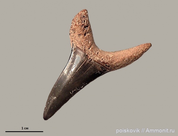 рыбы, зубы, Крым, зубы акул, Isurus, fish, teeth, shark teeth