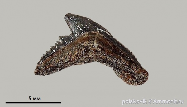 рыбы, зубы, Крым, зубы акул, Carcharhiniformes, fish, teeth, shark teeth