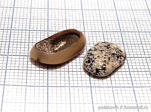 рыбы, зубы, Крым, Pycnodus, Pycnodontiformes, fish, teeth