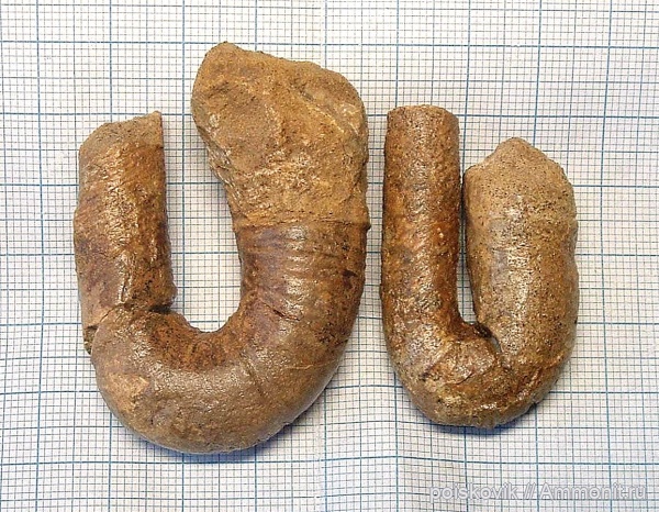 аммониты, гетероморфные аммониты, головоногие моллюски, Крым, баррем, нижний баррем, Ammonites, Barremian, heteromorph ammonites