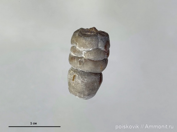морские лилии, криноидеи, Крым, Bourgueticrinus