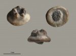 Sclerocrinus