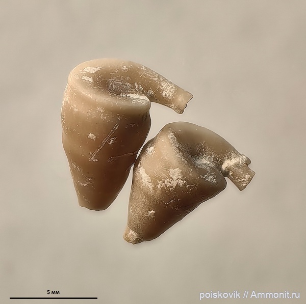 серпулы, Крым, Orthoconorca turricula