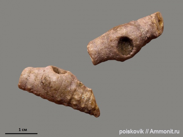 морские лилии, иглокожие, криноидеи, Крым, прижизненные повреждения, Балаклава, Apiocrinus