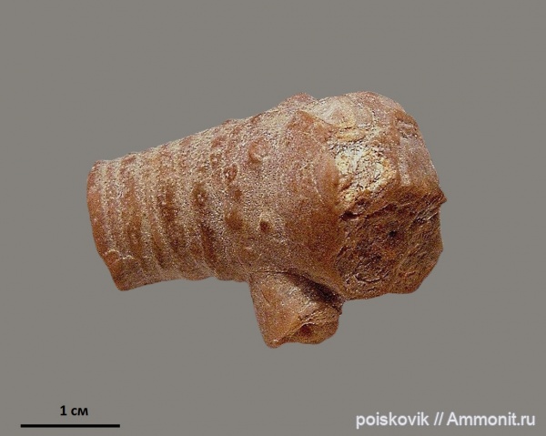 морские лилии, иглокожие, криноидеи, Крым, Балаклава, Apiocrinus