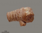 Apiocrinus