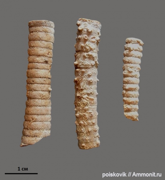 морские лилии, иглокожие, криноидеи, Крым, Балаклава, Apiocrinus