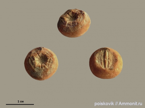 морские лилии, иглокожие, Крым, Балаклава, Bourgueticrinidae