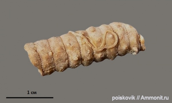 морские лилии, иглокожие, серпулы, криноидеи, Крым, Serpulidae, Балаклава, Apiocrinus, Josephella antiqua, Josephella