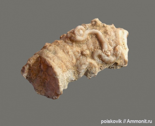 серпулы, Крым, Serpulidae, Балаклава, Glomerula