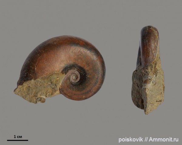 аммониты, головоногие моллюски, берриас, Крым, Ammonites, Neolissoceras, Berriasian