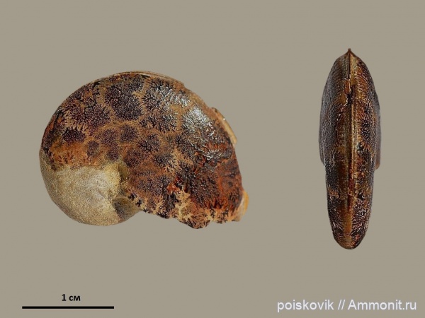 аммониты, головоногие моллюски, берриас, Крым, Ammonites, Substreblites, Berriasian