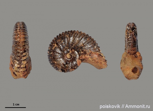 аммониты, головоногие моллюски, берриас, Крым, Ammonites, Berriasian