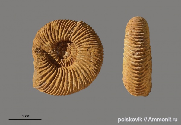 аммониты, головоногие моллюски, Speetoniceras, Крым, баррем, нижний баррем, Ammonites, Speetoniceras speetonensis, Hauterivian