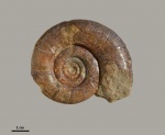 Protetragonites