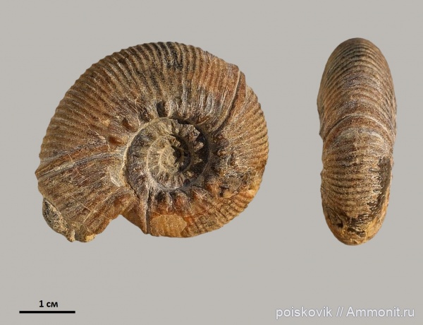 аммониты, головоногие моллюски, берриас, Крым, Ammonites, Olcostephanus, Berriasian
