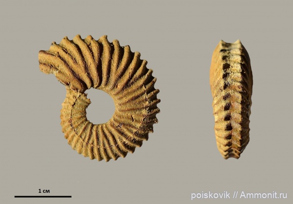 аммониты, головоногие моллюски, берриас, Крым, Ammonites, Euthymiceras