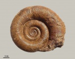 Biasaloceras