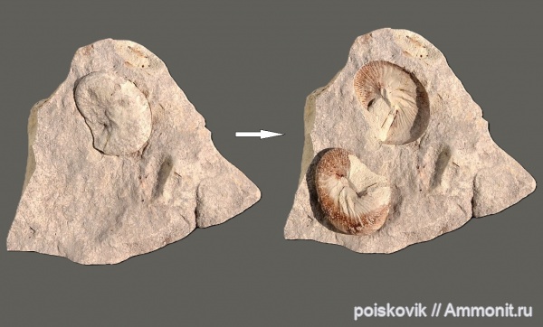 аммониты, головоногие моллюски, Крым, верхний мел, Ammonites, Балаклава, Hoploscaphites, Scaphitidae, Upper Cretaceous