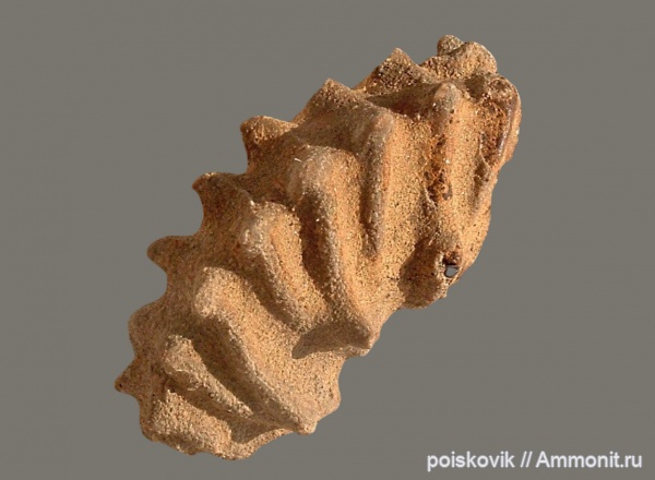 аммониты, головоногие моллюски, берриас, Крым, Ammonites, Neocosmoceras, Berriasian, Neocosmoceras minutus