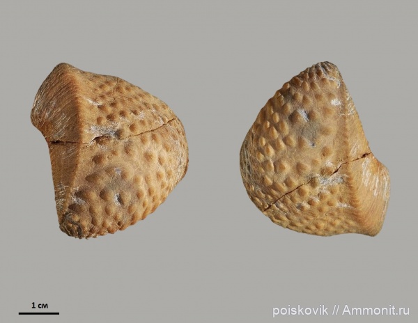 двустворчатые моллюски, берриас, Myophorella, Крым, тригонии, Berriasian