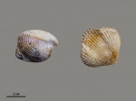 Septatoechia inflata