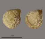 Cruralina belbekensis Smirnova