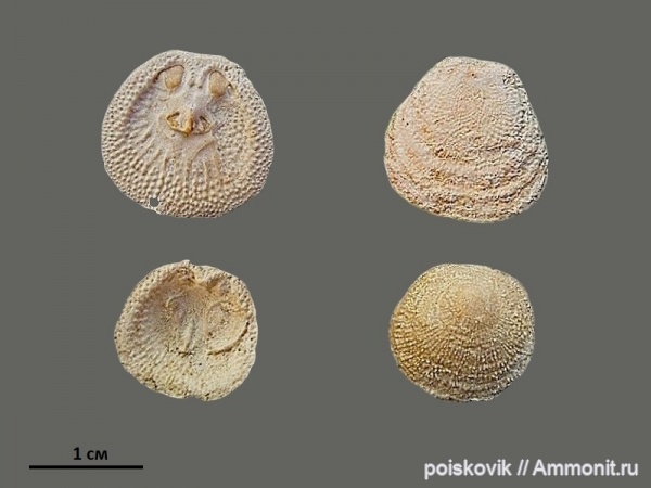 брахиоподы, Крым, Балаклава, Danocrania tuberculata, Craniida, Danocrania