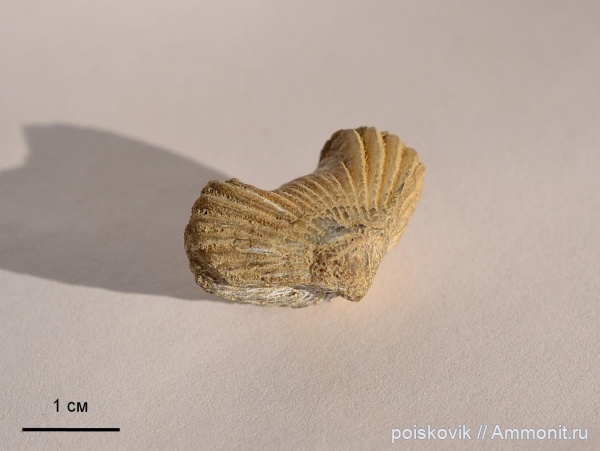 брахиоподы, Крым, Belbekella