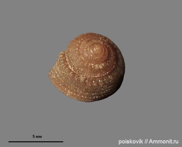 гастроподы, брюхоногие моллюски, альб, Крым, Балаклава, Albian, эрратические валуны, Semisolarium moniliferum