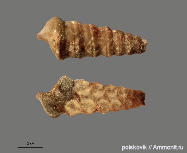 гастроподы, брюхоногие моллюски, Крым, Балаклава, Nerineidae, неринеи