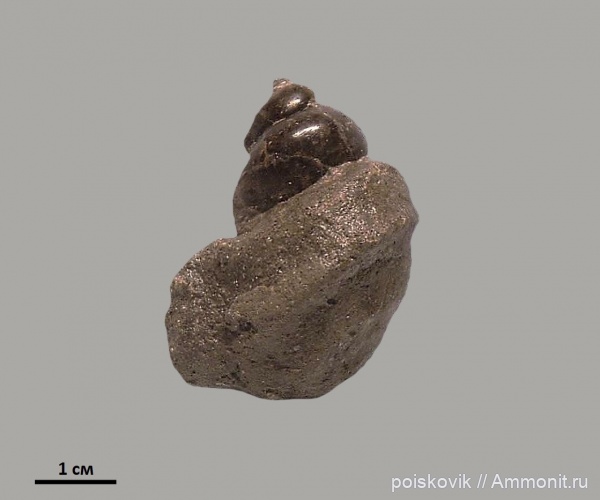 гастроподы, брюхоногие моллюски, берриас, Крым, Балаклава, Berriasian