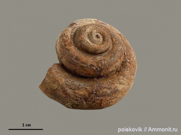 гастроподы, Pleurotomaria, брюхоногие моллюски, Крым, баррем, Barremian