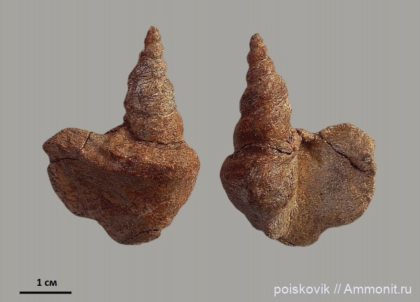 гастроподы, брюхоногие моллюски, берриас, Крым, Berriasian