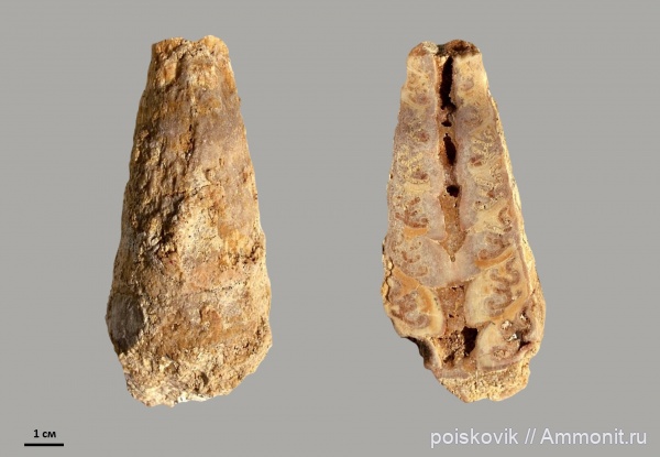 гастроподы, брюхоногие моллюски, Крым, Nerineidae, неринеи, Pentaptyxis