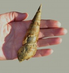 Гастропода