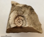 Nannolytoceras cf. ilanense (Stremoukhoff)