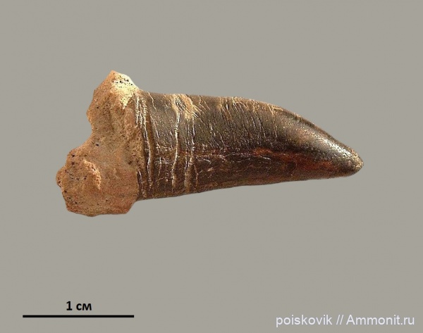 рептилии, зубы, Крым, зубы рептилий, teeth