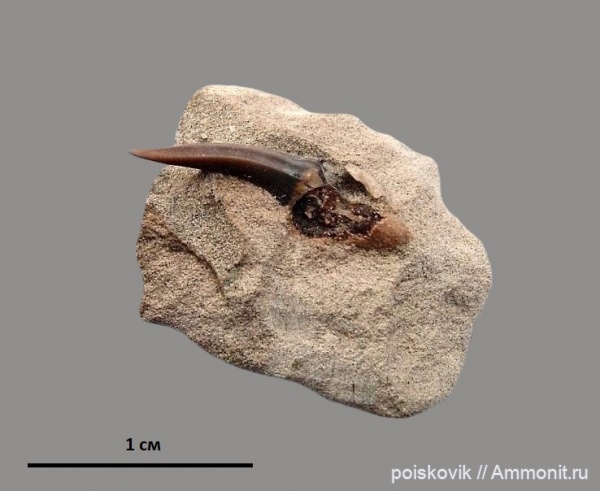 рыбы, зубы, Крым, зубы акул, Striatolamia, fish, teeth, shark teeth