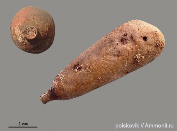 морские ежи, иглокожие, Крым, иглы морских ежей