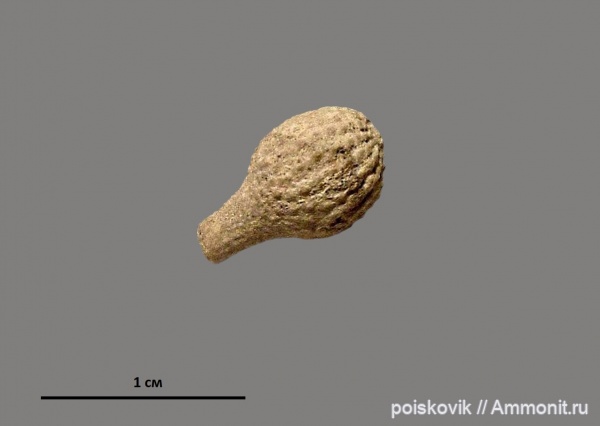 морские ежи, иглокожие, Крым, иглы морских ежей