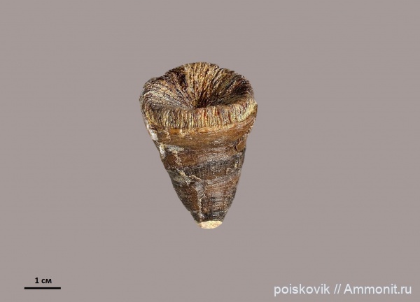 кораллы, берриас, Крым, Scleractinia, Berriasian