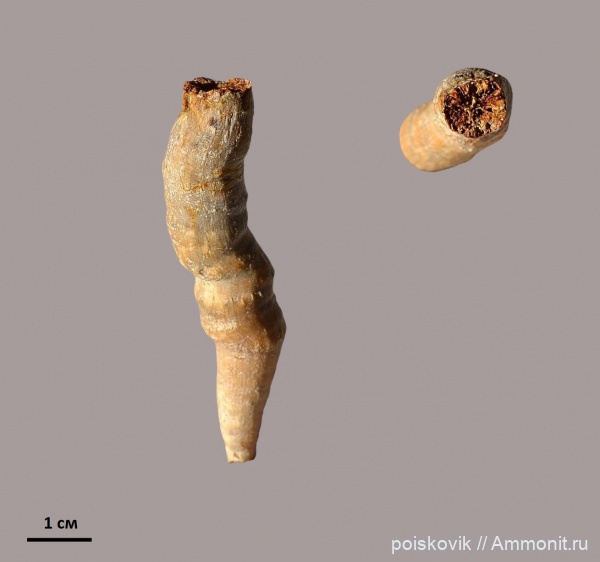 кораллы, Крым, верхний мел, Балаклава, Upper Cretaceous