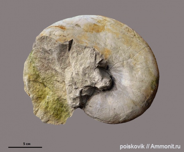 наутилусы, головоногие моллюски, Крым, Балаклава