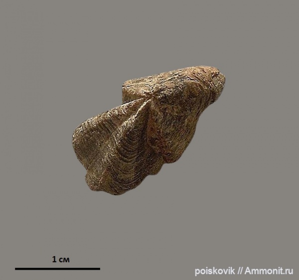 головоногие моллюски, Крым, апт, ринхолиты, Hadrocheilus, Aptian