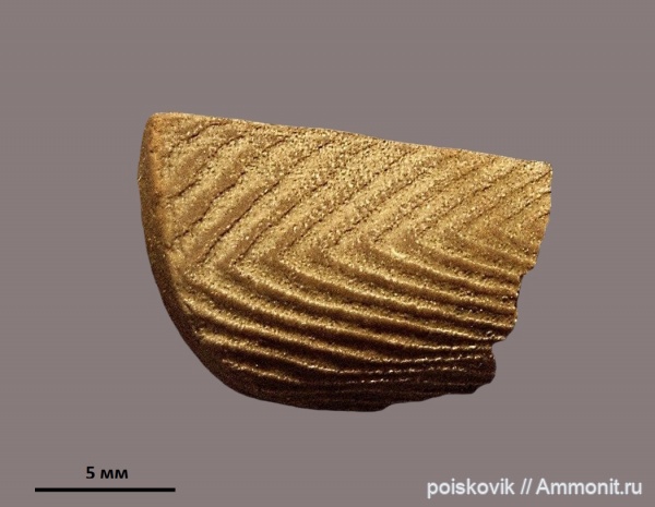 Крым, аптихи, Tauriaptychus, Aptychi, Tauriaptychus angulicostatus, Tauriaptychus angulicostatus radiatus