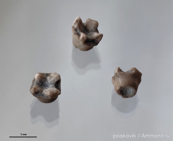 морские лилии, оксфорд, криноидеи, Крым, Eugeniacrinites